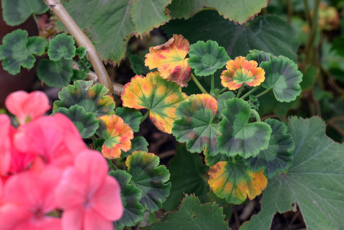 Choroby a škodcovia muškátov a petúnií